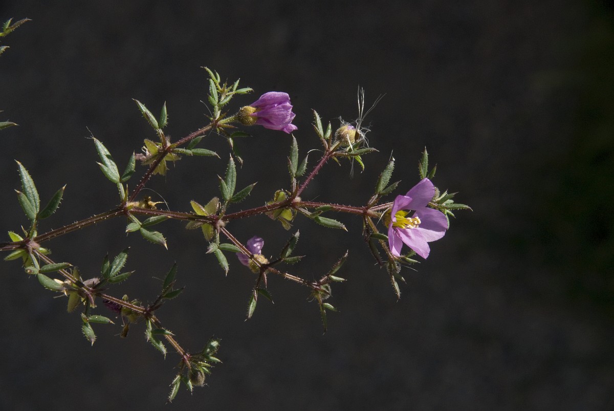 Fagonia cretica, Fagonia